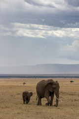 Mother and calf elephant walking in golden grassland with blue cloudy sky background. Taken in the Masai Mara, Kenya.