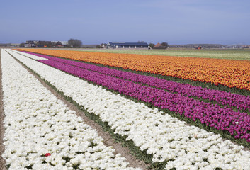 Blue sky and beautiful  colorful tulip field in Holland. Beautiful outdoor scenery in the Netherlands, Europe.