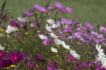 Colored variety of wild flowers. Wild flowers in nature background image