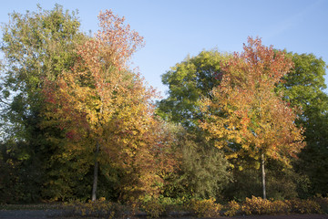 Beautiful yellow colors of autumn leaves on a tree
