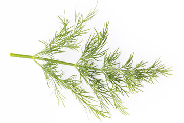 Fresh dill on the white background.