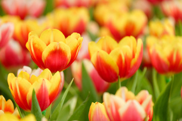 Beautiful bouquet of tulips