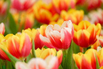 Beautiful bouquet of tulips