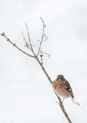 Pinson des arbres