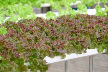 Organic hydroponic vegetable farm