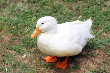 Home duck