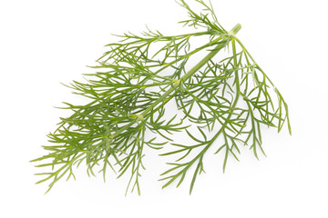 Fresh dill on the white background.