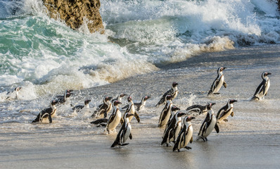 Obraz premium African penguins walk out of the ocean on the sandy beach. African penguin ( Spheniscus demersus) also known as the jackass penguin and black-footed penguin. Boulders colony. Cape Town. South Africa