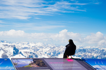 Alps Scenery from the top of Schilthorn Piz gloria with bird, Switzerland - April, 2016 - obrazy, fototapety, plakaty