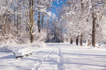 Branch covered with snow in Warsaw park Lazienki during winter