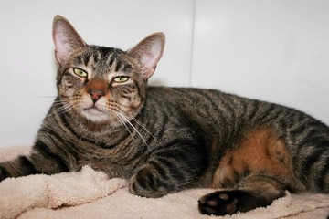 Fototapeta premium BRĄZOWY KOT