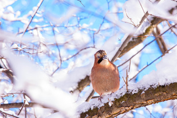 Eurasian jay on a branch after heavy snow fall in Warsaw Lazienk