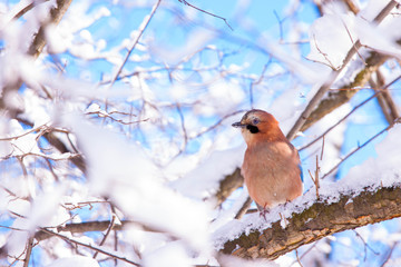 Eurasian jay on a branch after heavy snow fall in Warsaw Lazienk
