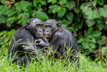 Obraz premium Bonobos in natural habitat. Green natural background.