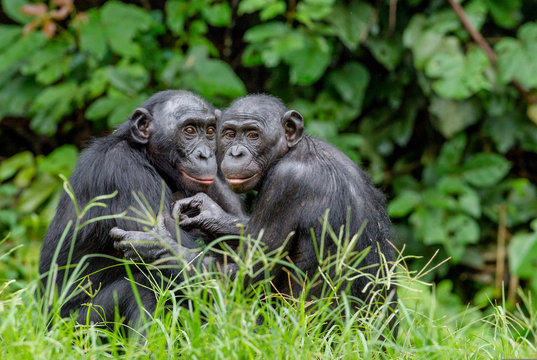 Bonobos in natural habitat. Green natural background.
