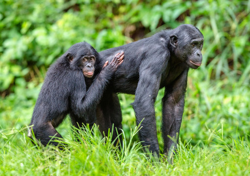 Bonobos in natural habitat. Green natural background. The Bonobo