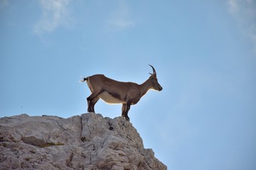 female Alpine ibex (capricorn) in the Julian Alps