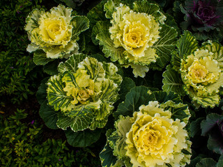 White Ornamental Cabbage plants,Chiangmai,Thailand