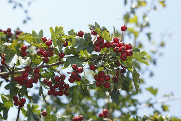 Rote Weißdornbeeren an einem Baum