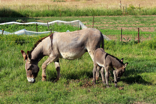 Mother and baby donkey