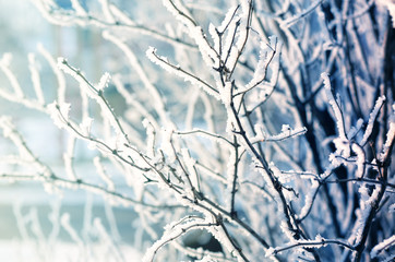 Winter background with frosted branches against bright sunlight