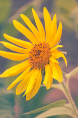 sun flower