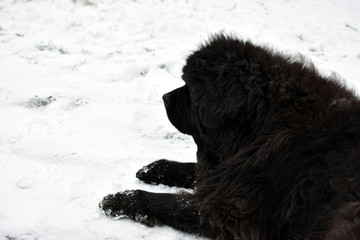 Newfoundland dog on winter.