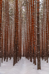 Obraz premium snowy winter forest