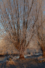 Fototapeta premium WinterBaum