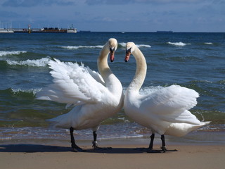 łabędzie na plaży © VooDoo