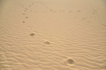 鳥取砂丘の風紋と足跡