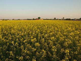 Obraz premium pole rzepaku