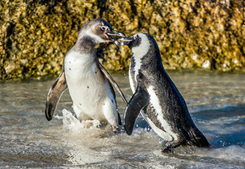 Fototapeta premium Kissing African penguins on the beach. African penguin ( Spheniscus demersus) also known as the jackass penguin and black-footed penguin. Boulders colony. Cape Town. South Africa