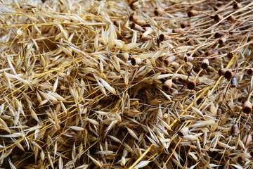 Dry grass