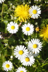 Fototapeta premium Gänseblümchen auf einer Wiese