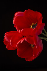frech beautiful red tulips