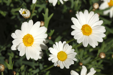 Fototapeta premium Gänseblümchen, Blüten