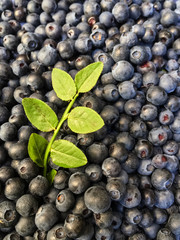 Close up of fresh gathered ripe dark blue bilberries and a sprig with green leaves in forest in summer.