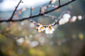 White Japanese Apricot with dew in the moring at Angkhang, Chian
