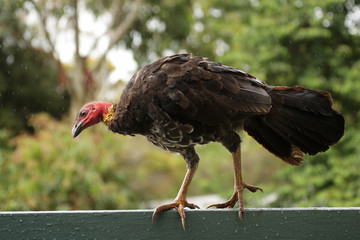 Buschhuhn (Alectura lathami) sitzt bei Regen auf einem Zaun im Lamington Nationalpark, Queensland, Australien