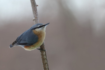 Obraz premium Nuthatch who sits on the branch... very fat instance
