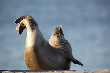 Seehund (Phoca vitulina) liegt am Strand der Düne, Helgoland © DirkR