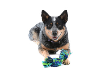 dog laying down white toy isolated white background