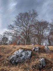 Rocks hidden in the grasslands of Folkmar mountain, Slovakia