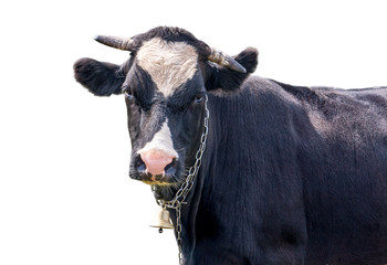 cow with a bell on a white background