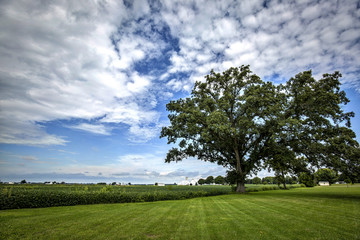 Oak Tree by the Farm