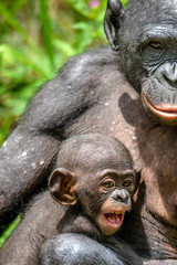 Close up Portrait Mother and Cub of Bonobo in natural habitat.