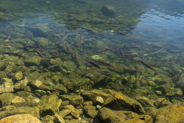 Landscape protection area Achstürze. Lake Piburger See and many fish. Tirol oldest nature preserves. Oetz alps, unique cultural mountains landscape. Ötztal valley.