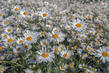 field with stunning white daisies