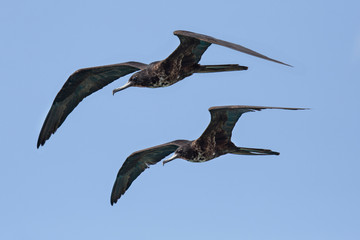 Zwei Fregattvögel am Himmel